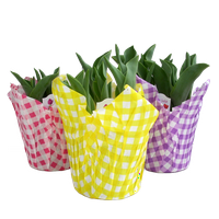 Stručni vrtlar 6 Žuti tulipan, žive biljke, neizravna sunčeva svjetlost