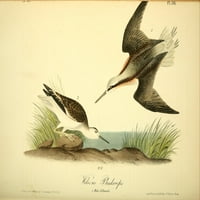 Plakat ptice Amerike s prikazom falarope Vilsona, koji je napravio J.J. J.-što? Audubon