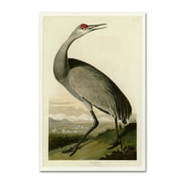 Zaštitni znak likovna umjetnost 'Whooping Craneplater 261' Canvas Art by Audubon