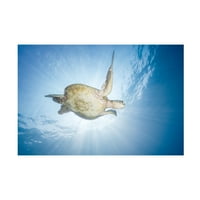 Barathieu gabriel 'morska kornjača zelena kornjača' platno umjetnost