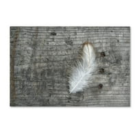 Zaštitni znak likovna umjetnost 'Feather on Caush Wood' platno umjetnost Cora Niele