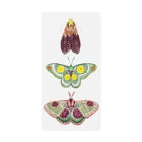 Zaštitni znak likovne umjetnosti 'Moth viri I' Canvas Art by Grace Popp