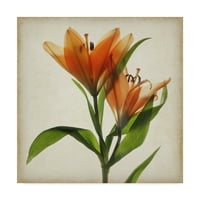Zaštitni znak likovna umjetnost 'pergament cvijeće x' platno umjetnost Judy Stalus