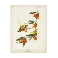 John James Audubon 'Rathbone Warbler' Canvas Art